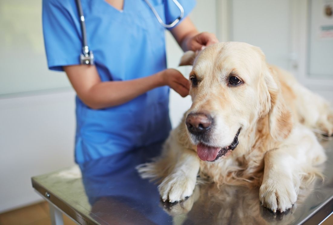 Local Veterinary Hospital