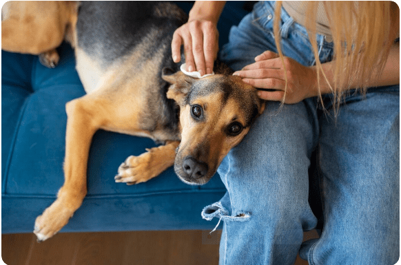 Pet Allergies