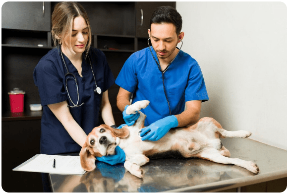 Emergency Vet Care
