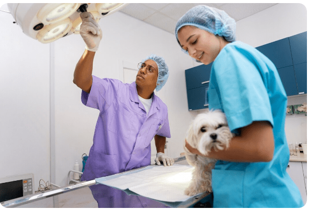 Emergency Surgery for Dogs