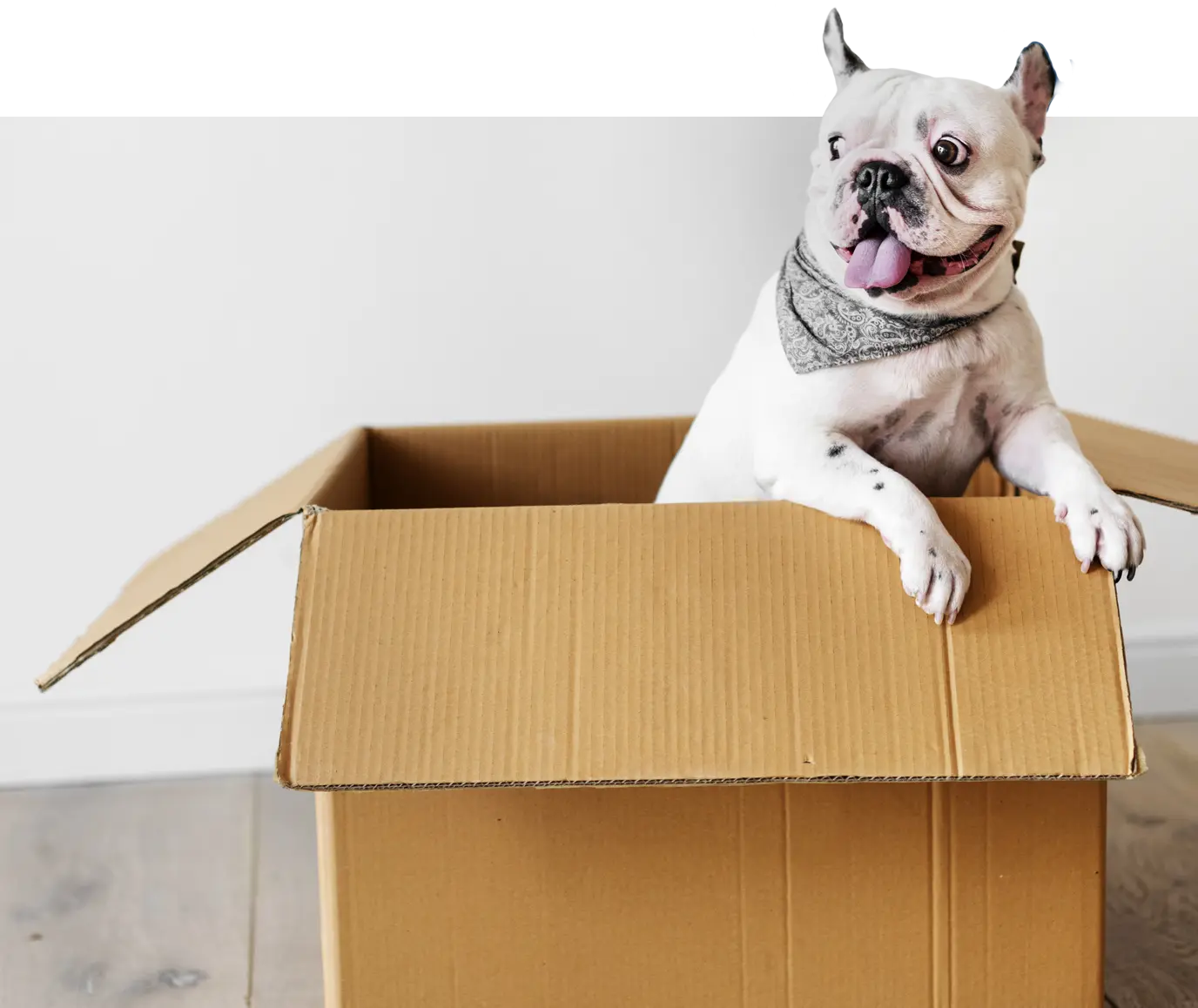 bulldog-in-box-e1591653071282
