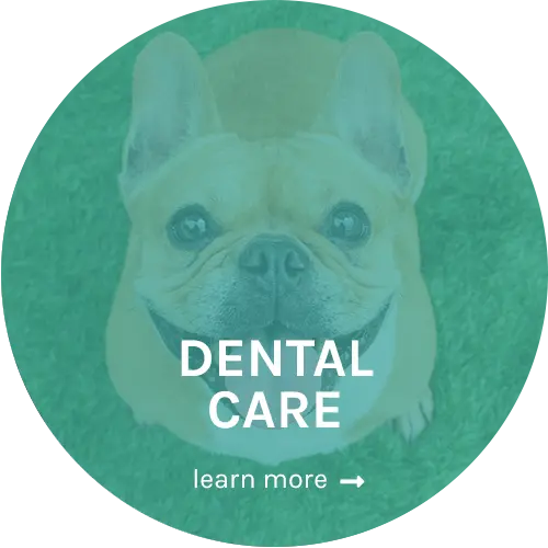 dental-new2