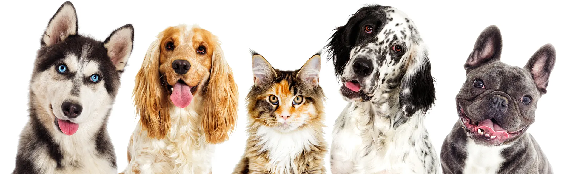 group-of-pets