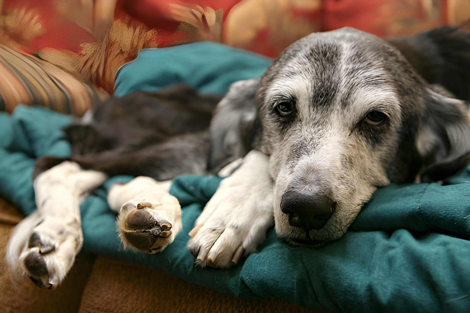 Prolong Quality of Life Older Dogs