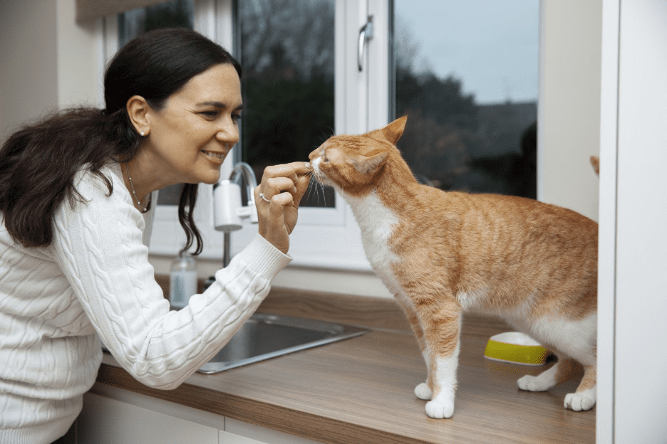 Chadds Ford Animal Hospital - Old Ridge Veterinary Hospital | Common Dental Problems in Cats and Dogs: When to See Your Vet in Concordville Dental Problems in Cats and Dogs