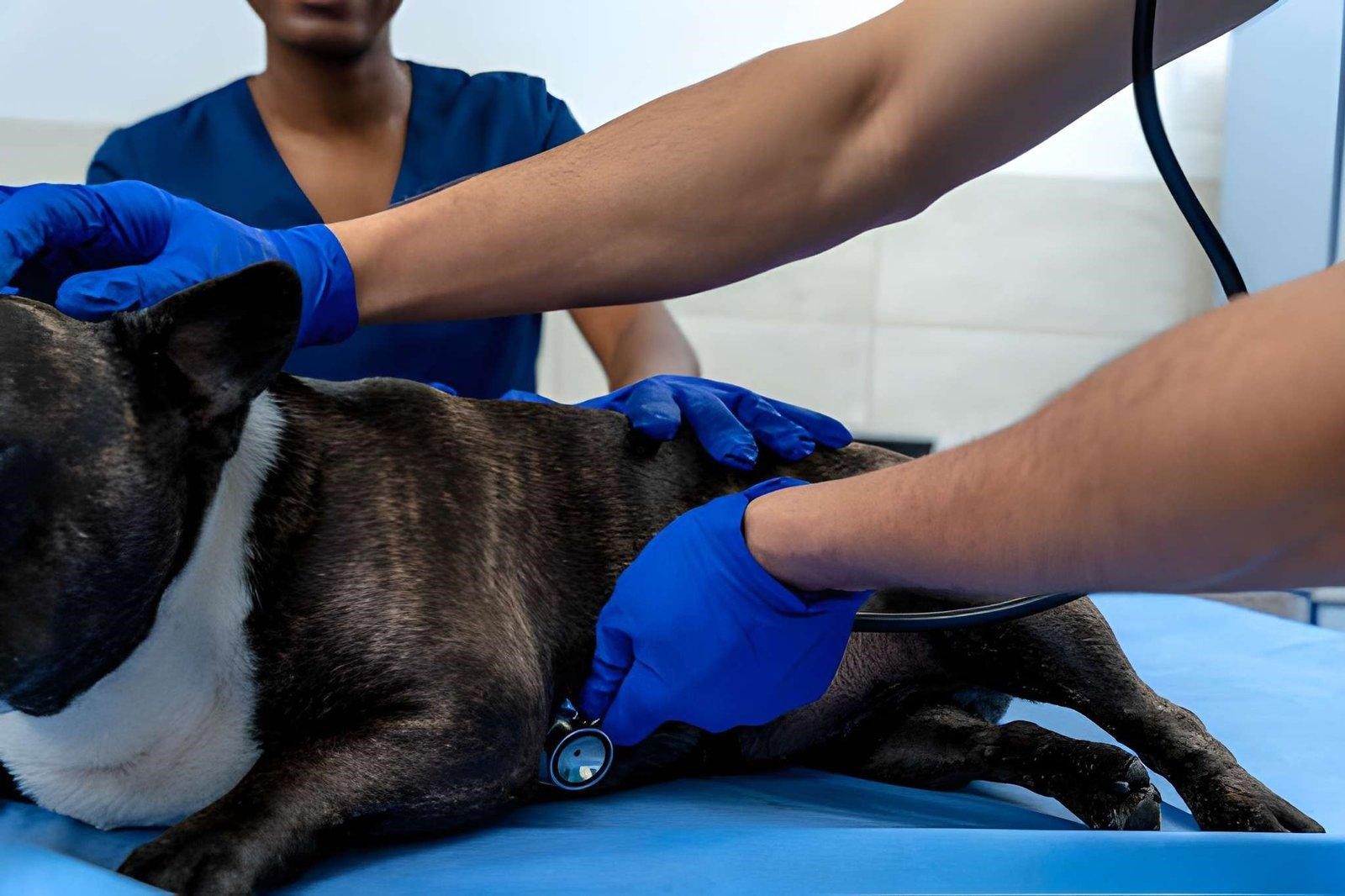 Closest Emergency Vet