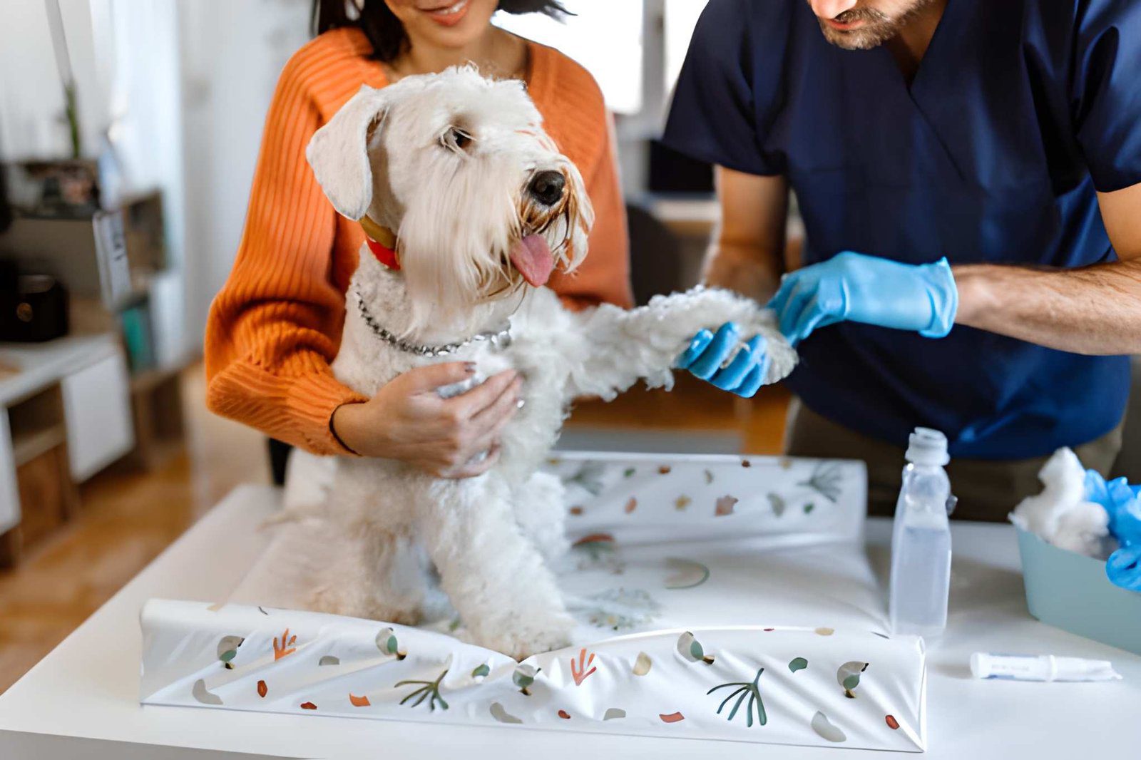 in-house diagnostics vet