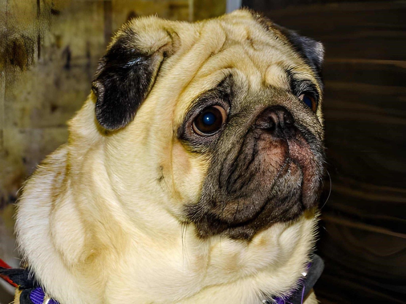 Dog-trauma-symptoms
