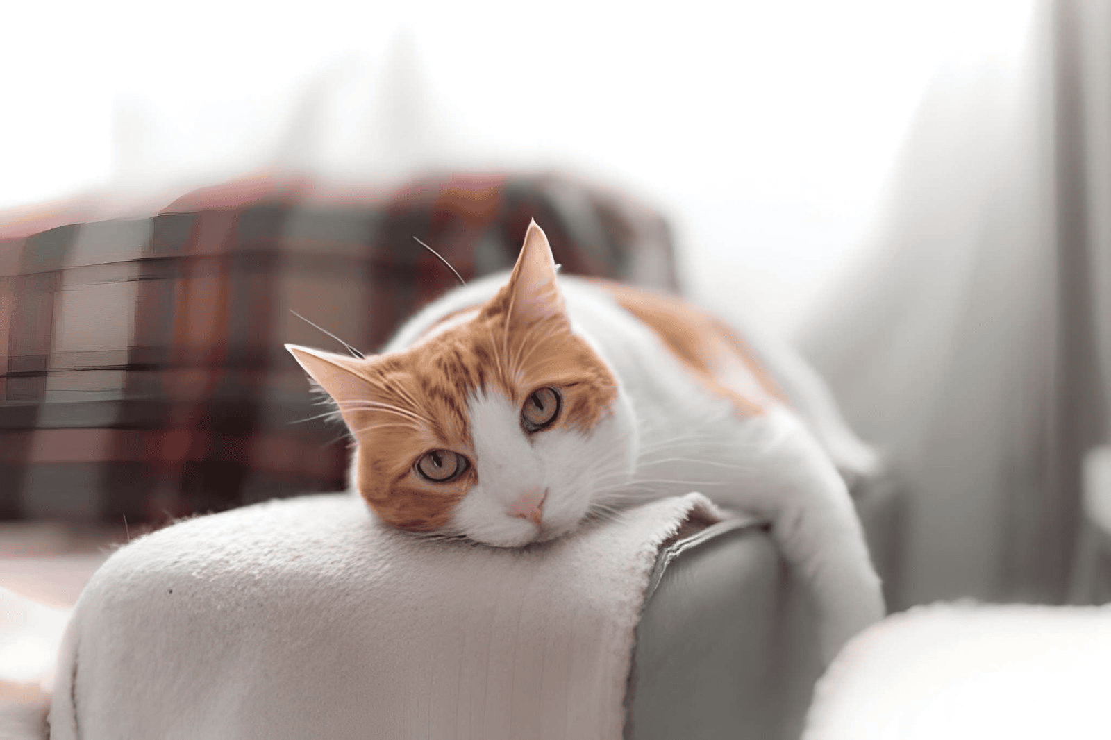 cat heat cycle