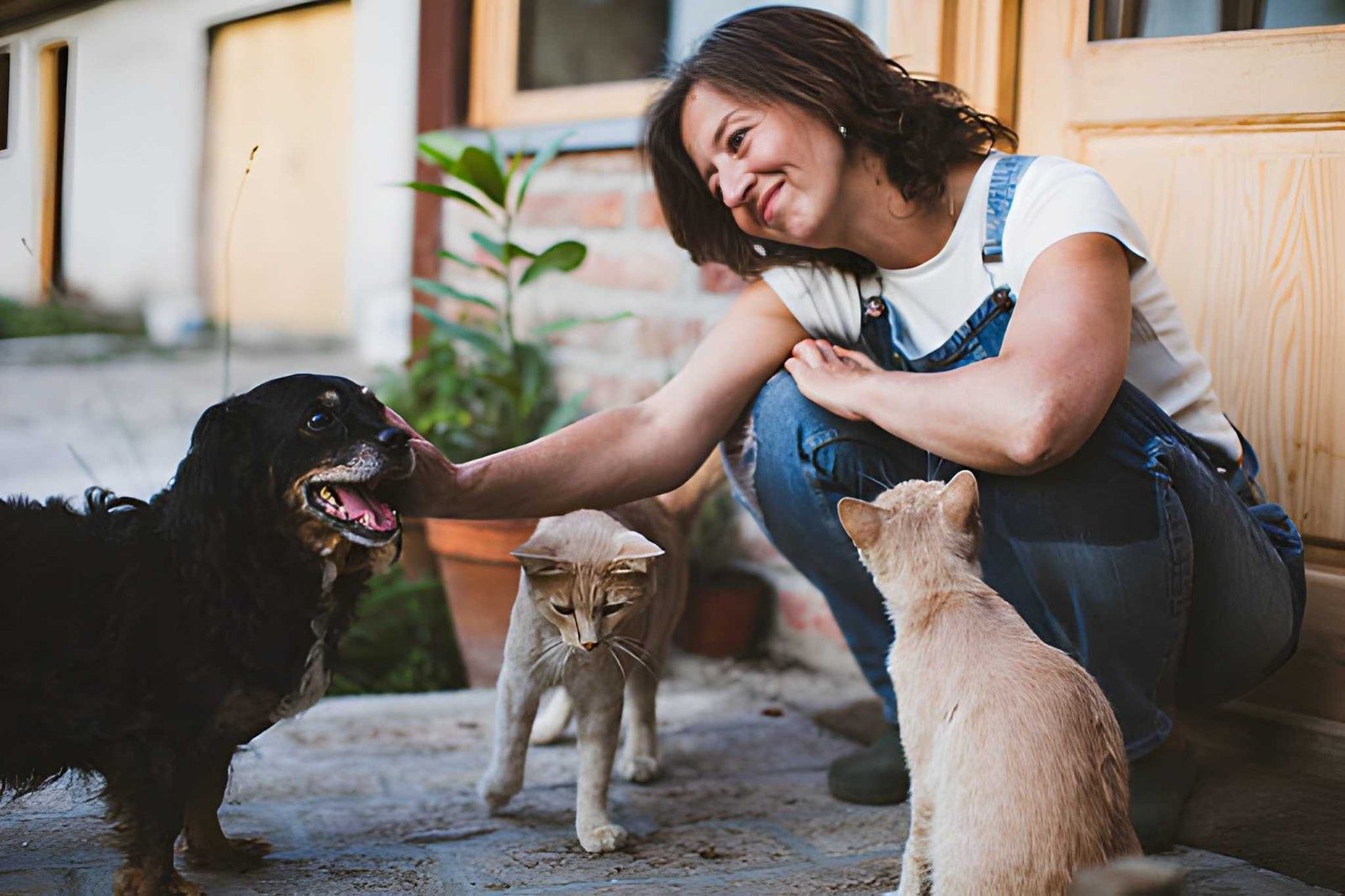spay and neuter